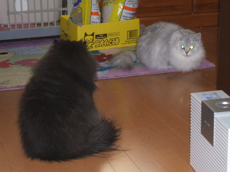momo-leo.jpg