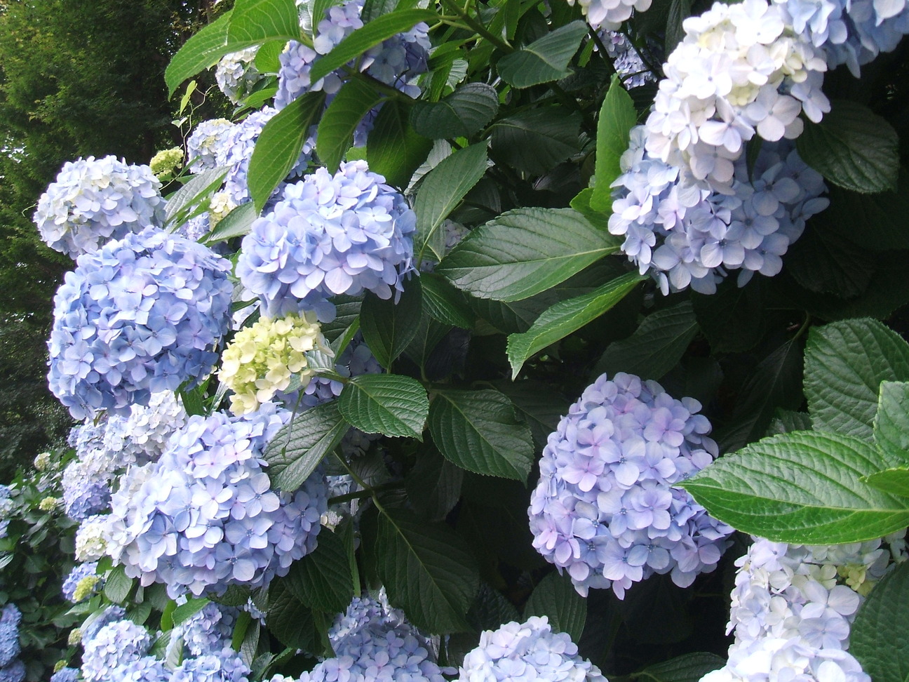 dscf0001-small.jpg
