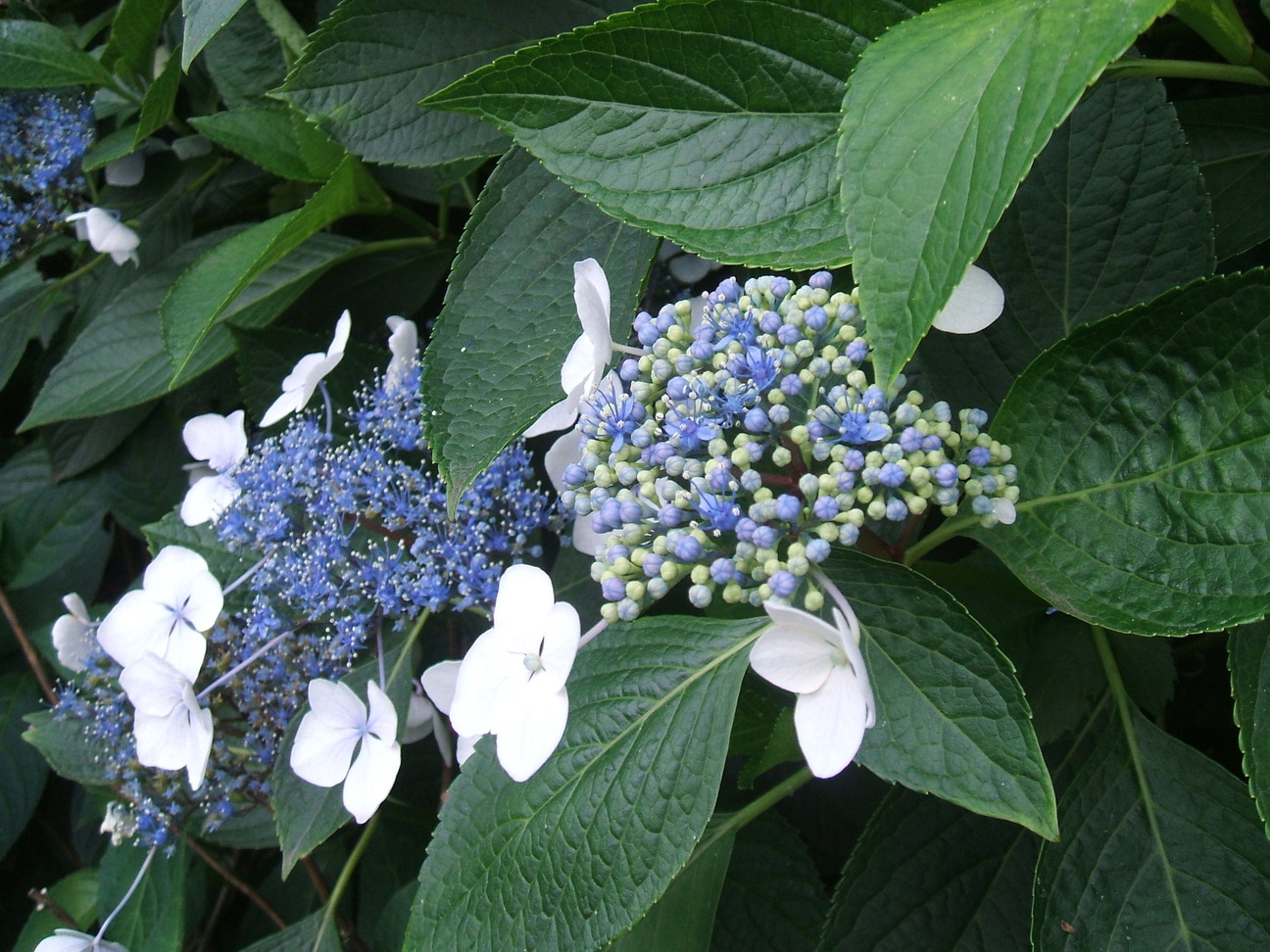 dscf0003-small.jpg